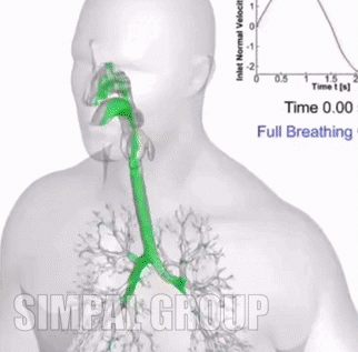 Bio mechanic CFD simulation